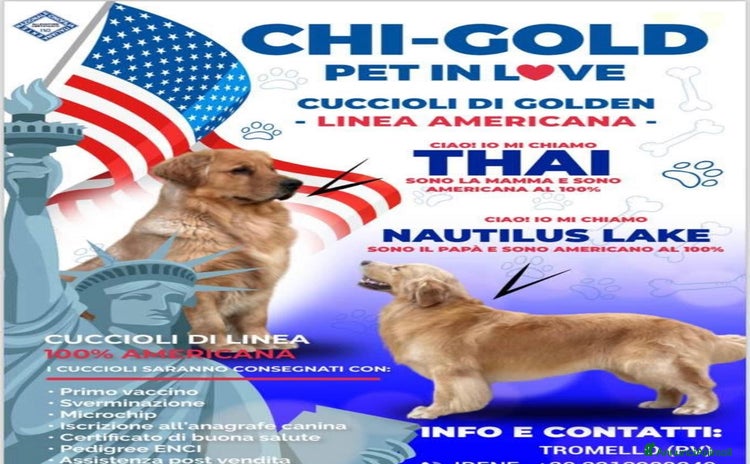 Golden Retriever cani Golden Retriever - Americani 100% - Annuncio 4