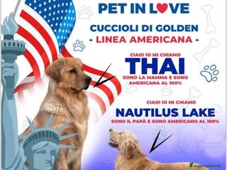 Golden Retriever cani Golden Retriever - Americani 100% - Annuncio 30