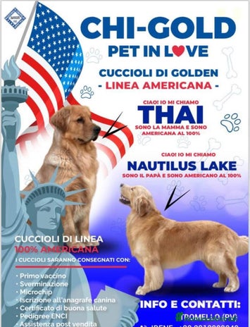 Golden Retriever cani Golden Retriever - Americani 100% - Annuncio 4