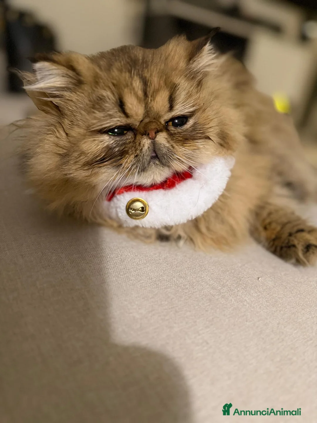 Persiano gatti per accoppiamento: Gatta persiana golden shade per accoppiamento  - Annuncio 4