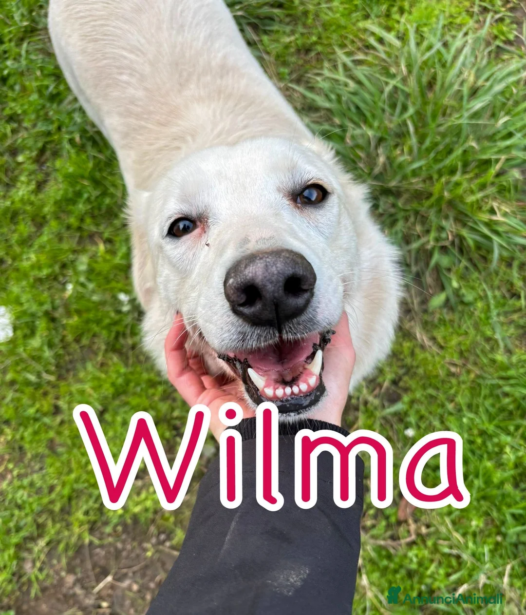 Meticcio cani in regalo: WILMA 🩷 - nessuno l’ha mai scelta 😢🥺😞 a Provincia di Arezzo - Annuncio 1
