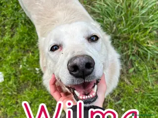 Meticcio cani WILMA 🩷 - nessuno l’ha mai scelta 😢🥺😞 - Annuncio 4