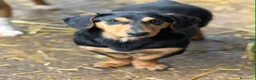 Meticcio cani in regalo: LIVIA, mix bassottina super coccolona! - Annuncio 5