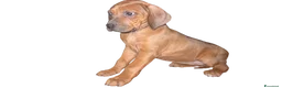 Rhodesian Ridgeback cani in vendita: Cuccioli di Rhodesian Ridgeback  - Annuncio 6