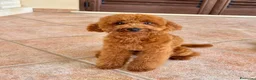 Barboncino Toy cani per accoppiamento: Monta barboncino toy a Provincia di Lecce - Annuncio 2