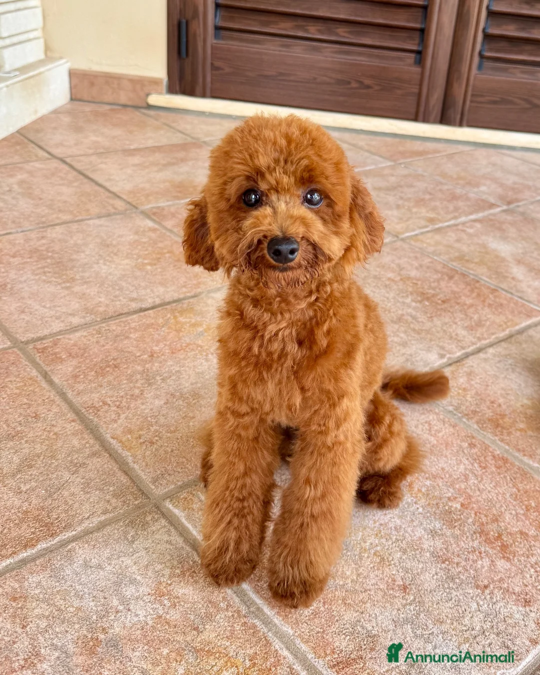 Barboncino Toy cani per accoppiamento: Monta barboncino toy a Provincia di Lecce - Annuncio 2