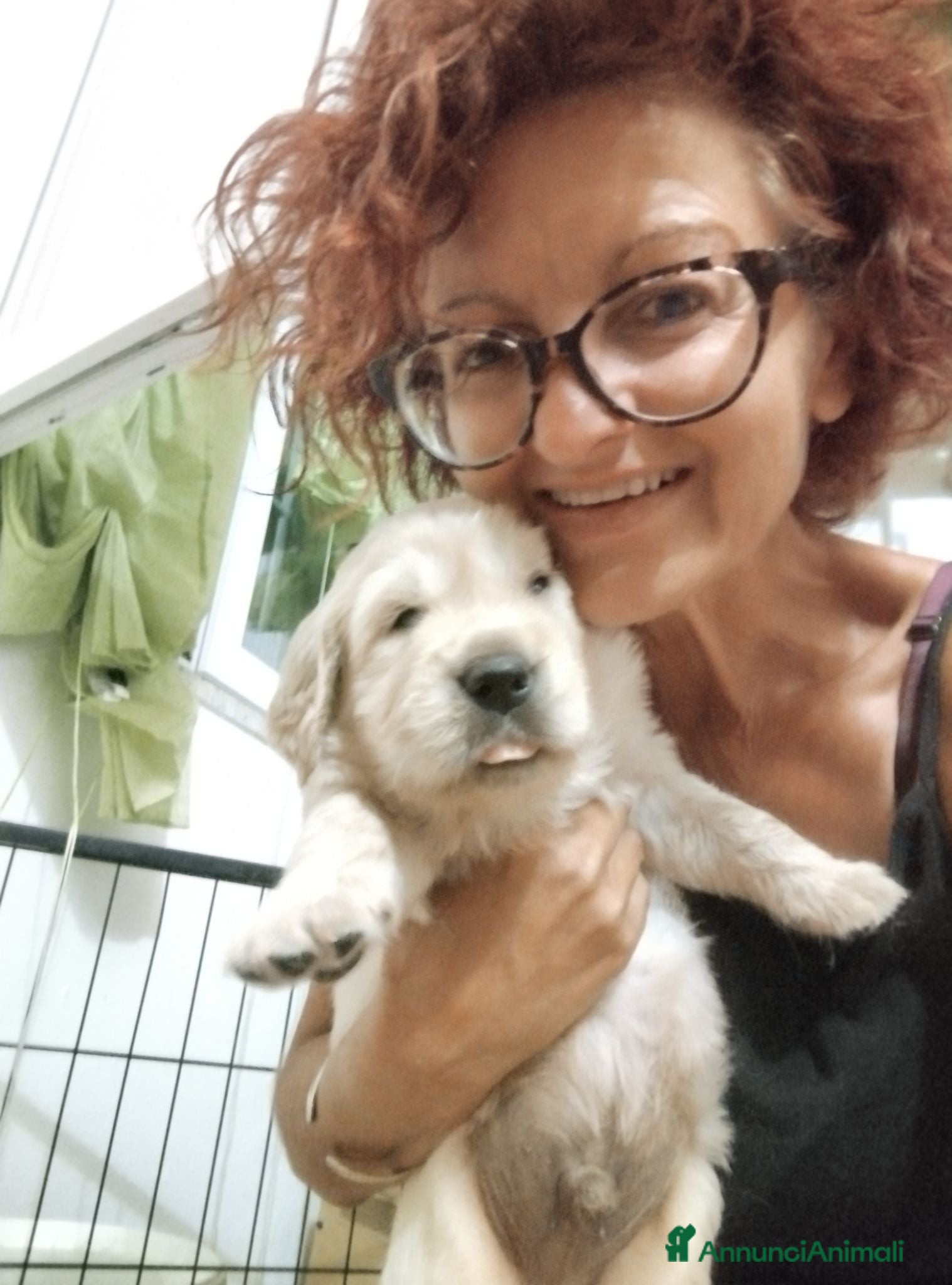 Golden Retriever cani Golden sel. caratterialmente/morfologicamente  - Annuncio 2