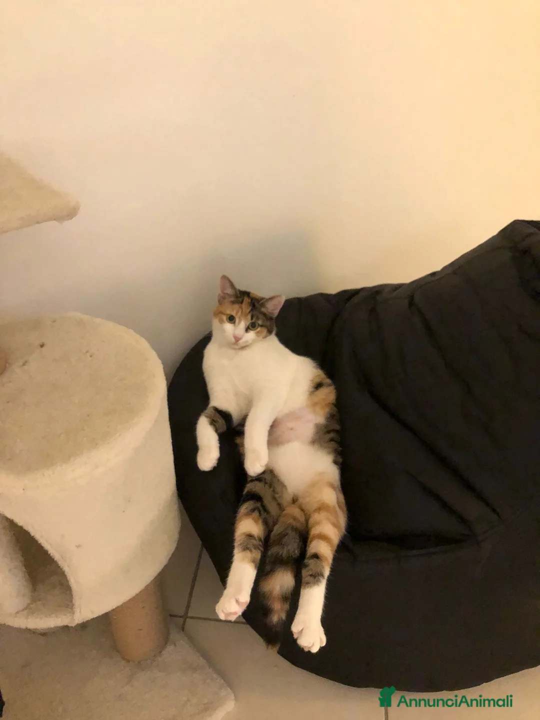 Europeo gatti in regalo: GATTA CALICO - Annuncio 2