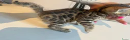 Bengala gatti in vendita: Ultima femmina bengala  - Annuncio 5