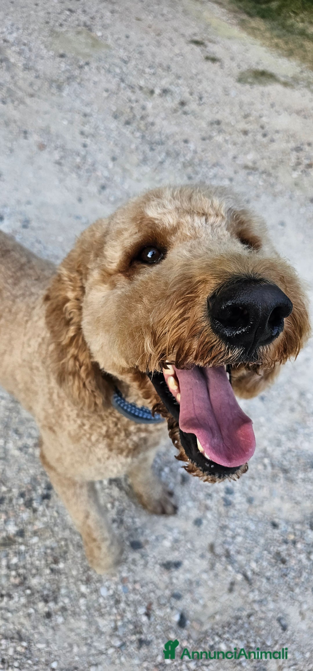 Altre razze cani per accoppiamento: Golden Doodle F1B per accoppiamento  - Annuncio 12