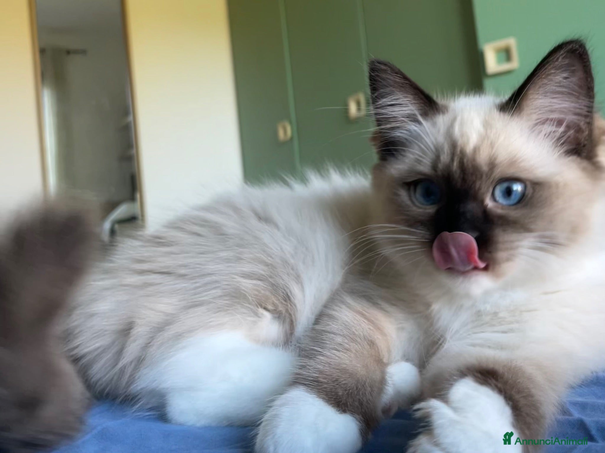 Ragdoll gatti Cuccioli Ragdoll con pedigree  - Annuncio 1