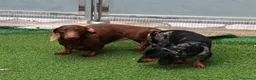 Bassotto cani in vendita: Bassotto silver arlecchino  - Annuncio 1