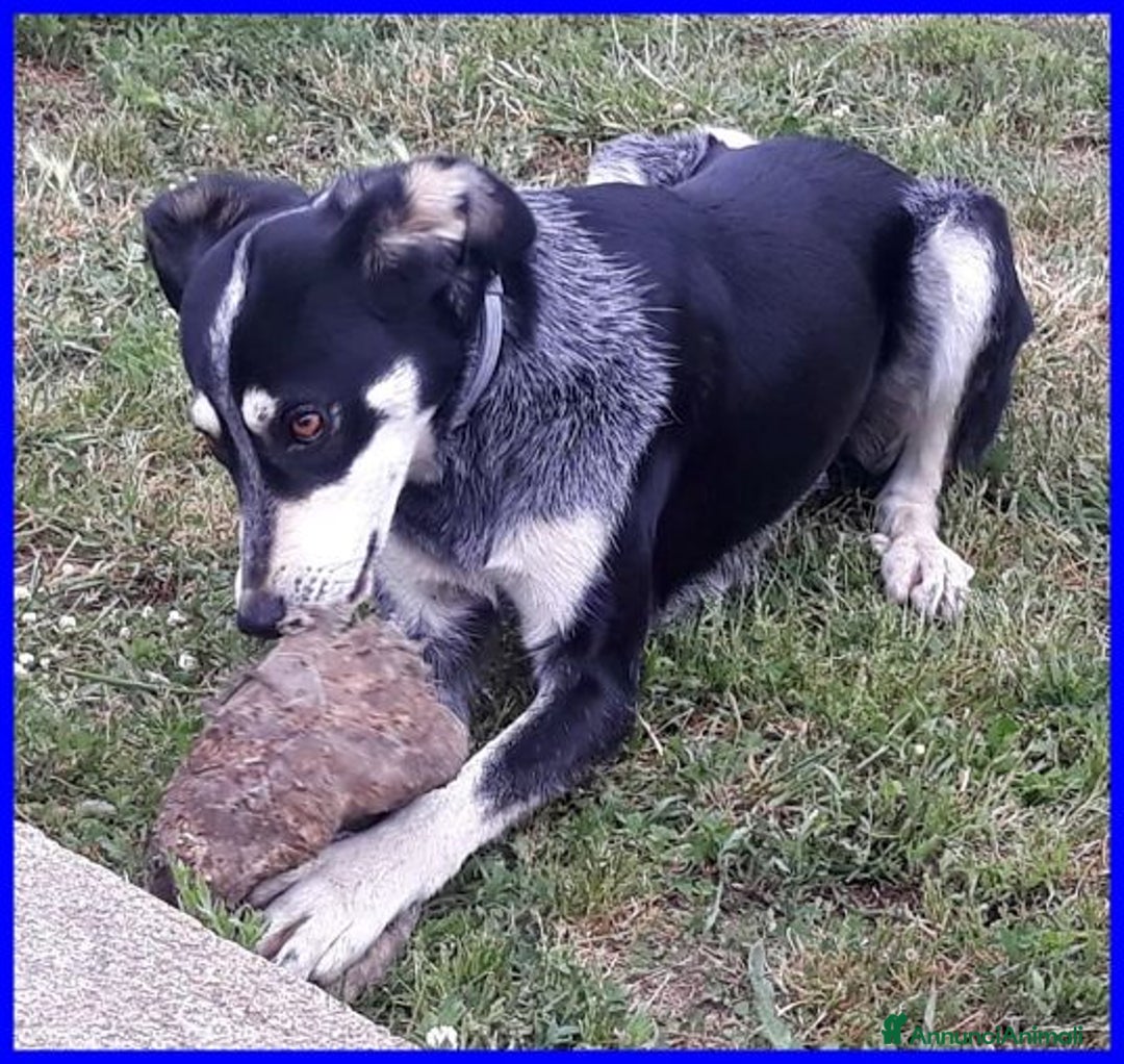 Meticcio cani in regalo: DUMBO sui 6anni buono anche coi gatti! tg media a Città metropolitana di Roma Capitale - Annuncio 7