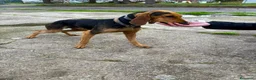 Meticcio cani in regalo: BOBO 💙 orecchie a cotoletta. Cuore da bomber. a Provincia di Modena - Annuncio 5
