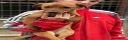 Meticcio cani in regalo: NIKITA, trottolina coccolona! TG PICCOLA - Annuncio 3
