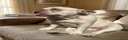 Bulldog Francese cani in vendita: Cucciola di Bulldog Francese  - Annuncio 8