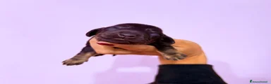 Bassotto 2