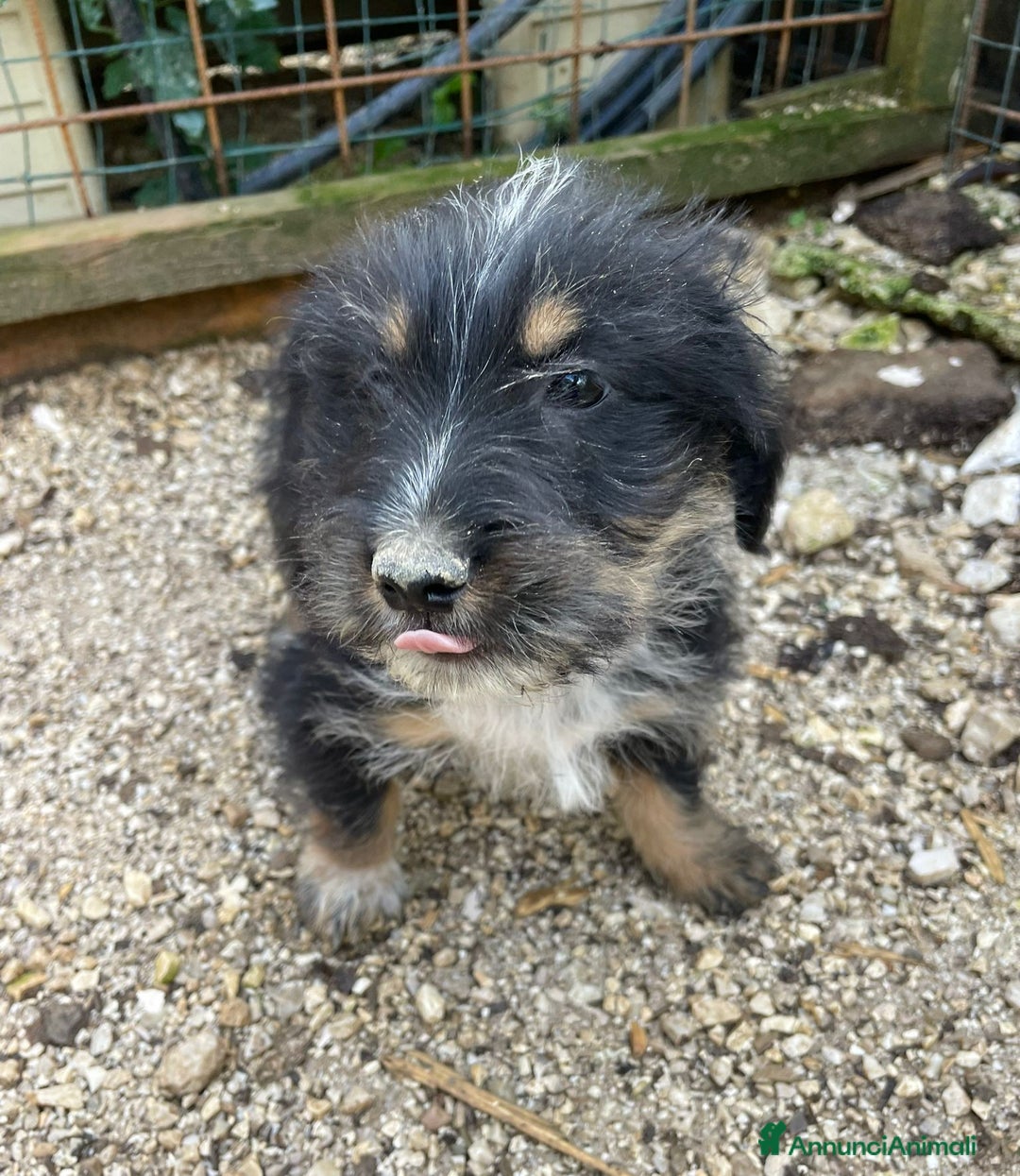 Meticcio cani in regalo: DIAMANTE ASPETTA TE - Annuncio 2