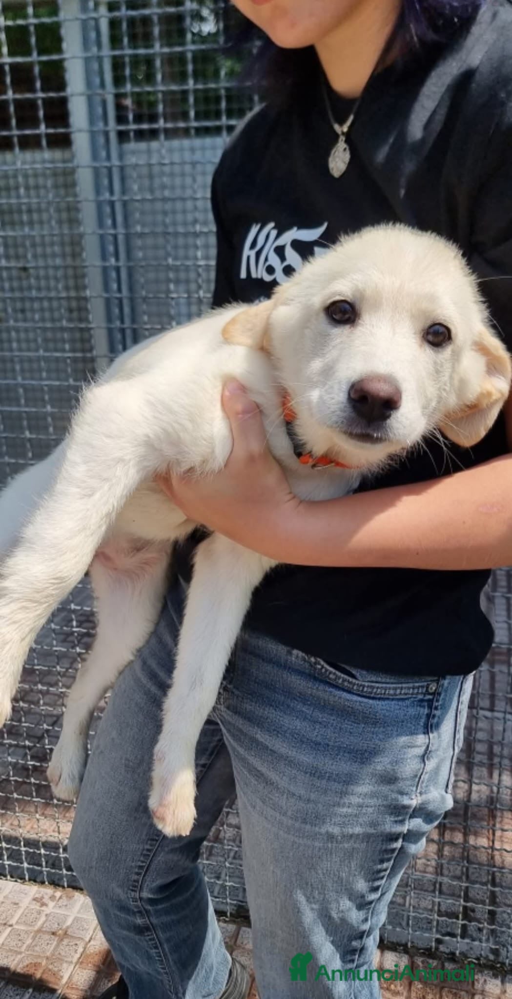 Meticcio cani in regalo: GARDENIA E ORTENSIA 🩷-due sorelline, mix Labrador a Provincia di Pavia - Annuncio 5