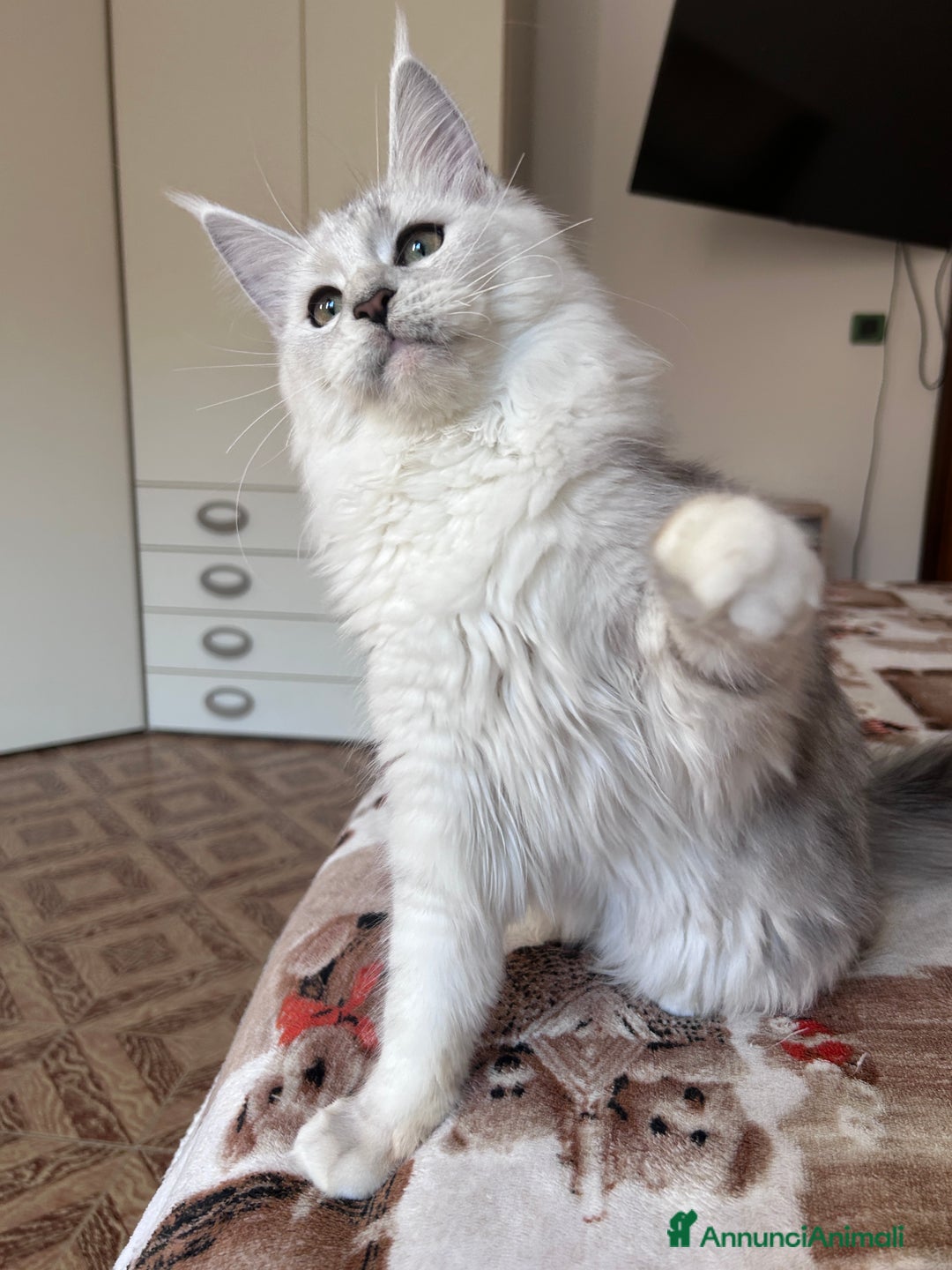 Maine Coon gatti in vendita: Femmina Maine Coon shaded - Annuncio 10