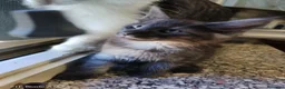 Altre razze gatti in vendita: Vendita - Annuncio 2