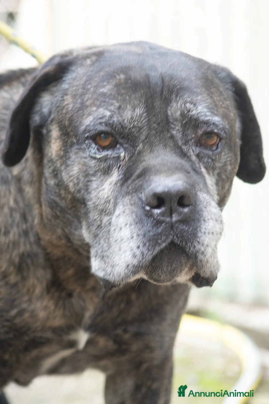 Cane Corso cani in regalo: MAMBO SEI VECCHIO NON SERVI PIU', IN ADOZIONE - Annuncio 4