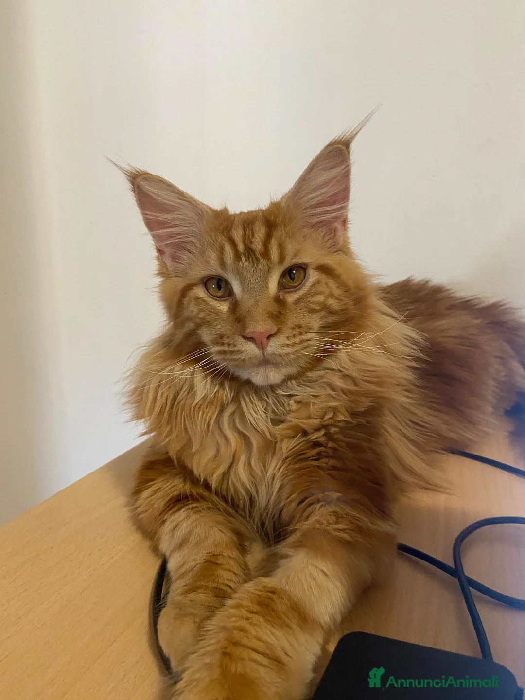 Maine Coon gatti in vendita: Maincoon xxl a Provincia di Padova - Annuncio 5