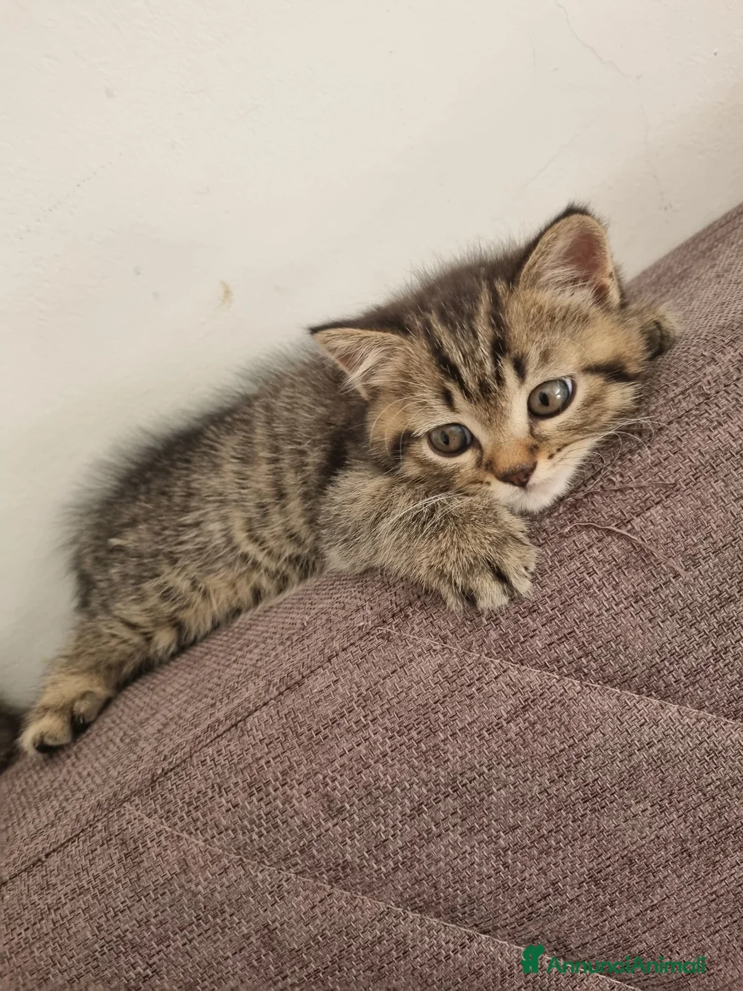 British gatti in vendita: British shorthair  a Città metropolitana di Milano - Annuncio 17