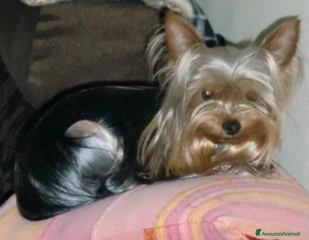 Immagine della galleria {{count}}