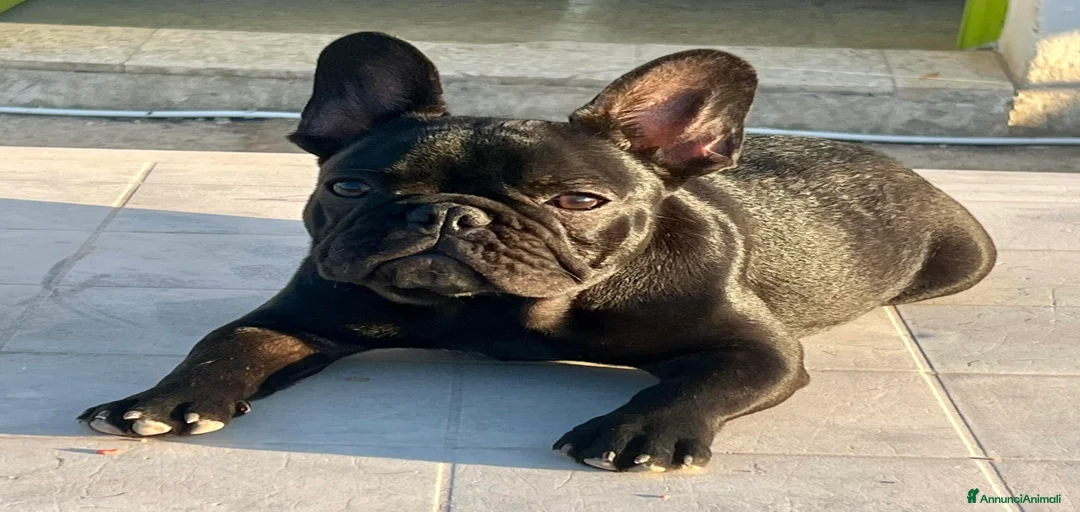 Immagine della galleria {{count}}