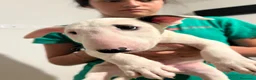 Bull Terrier cani in vendita: ‼️DISPONIBILI CUCCIOLI BULL TERRIER STANDARD ‼️ - Annuncio 8