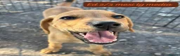 Meticcio cani in regalo: Meticci dolcissimi da salvare - Annuncio 5