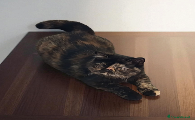 Persiano gatti a Provincia di Sassari - Annuncio 3