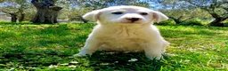 Meticcio cani in regalo: Cucciole femmine 3 mesi vaccinate - Annuncio 4