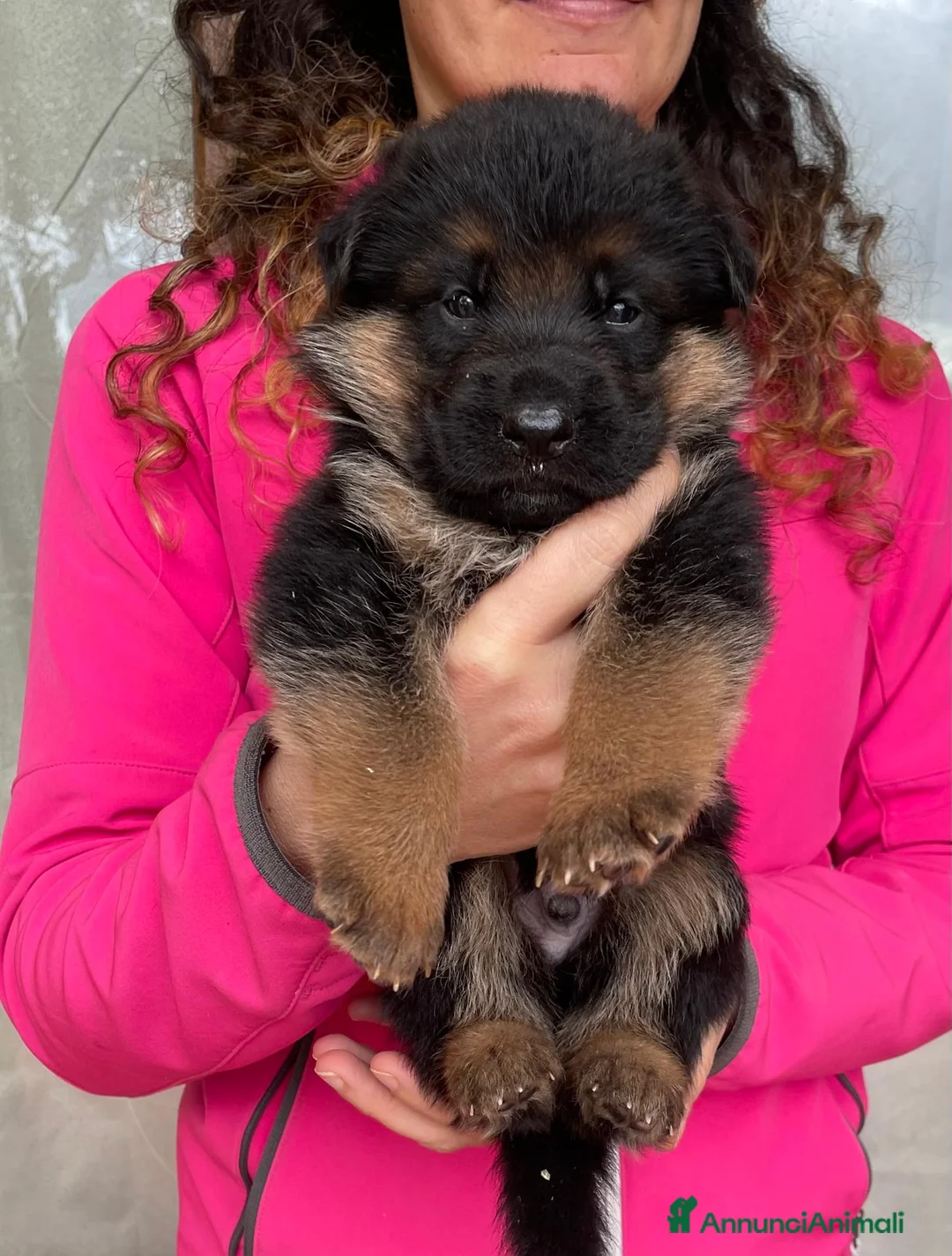 Pastore Tedesco cani in vendita: Stupendi cuccioli di Pastore Tedesco  - Annuncio 2