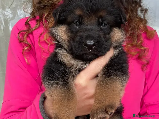 Pastore Tedesco cani in vendita: Stupendi cuccioli di Pastore Tedesco - Annuncio 2