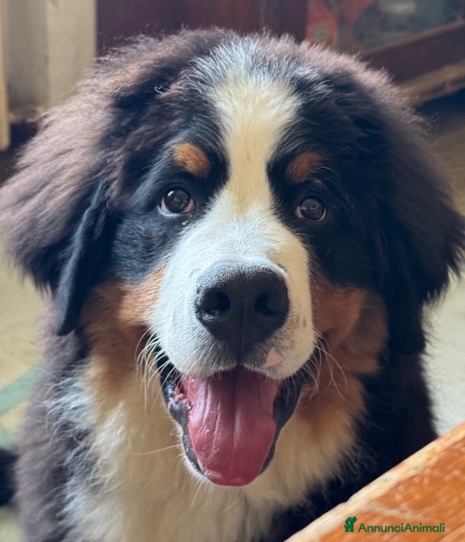 Bovaro del Bernese cani Cucciolo maschio con pedigree disponibile  - Annuncio 2