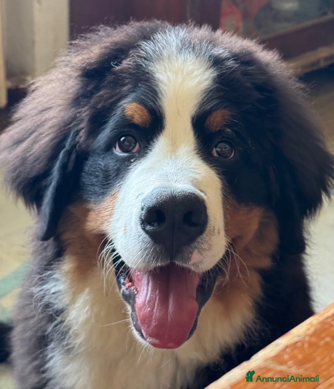 Bovaro del Bernese cani in vendita: Cucciolo maschio con pedigree disponibile  - Annuncio 2