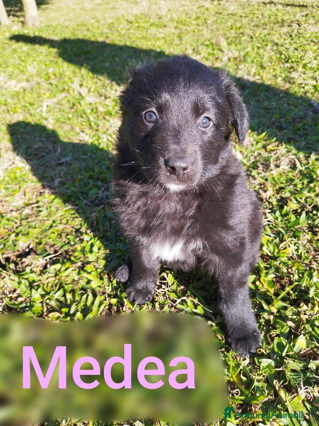 Pastore della Lessinia e del Lagorai cani in vendita: Cuccioli pastore della Lessinia e del Lagorai  - Annuncio 3