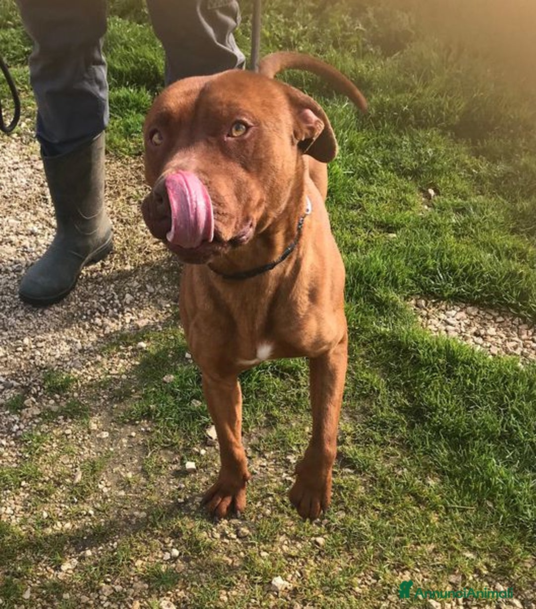 Meticcio cani in regalo: EVANDER, sguardo malinconico che conquista tutti a Provincia di Latina - Annuncio 6