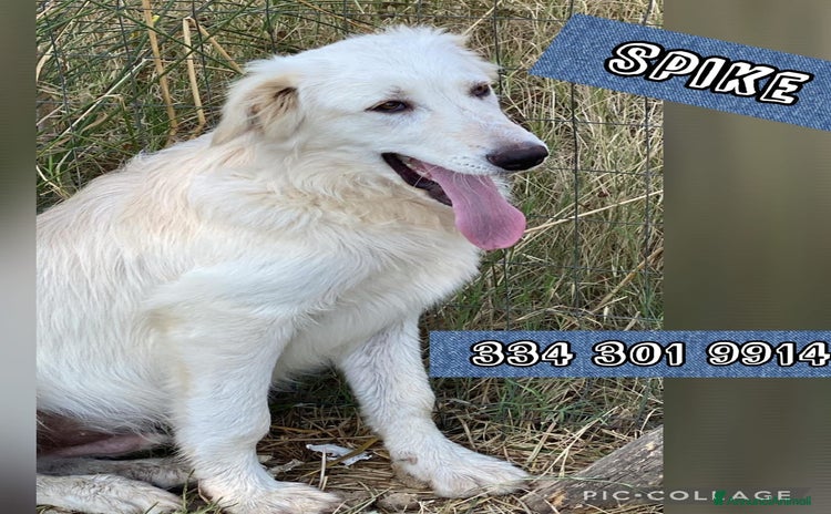 Meticcio cani a Provincia di Livorno - Annuncio 12