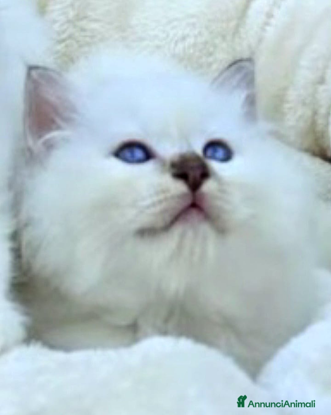 Sacro di Birmania gatti in vendita: Cuccioli Sacro di Birmania bellissimi  - Annuncio 2