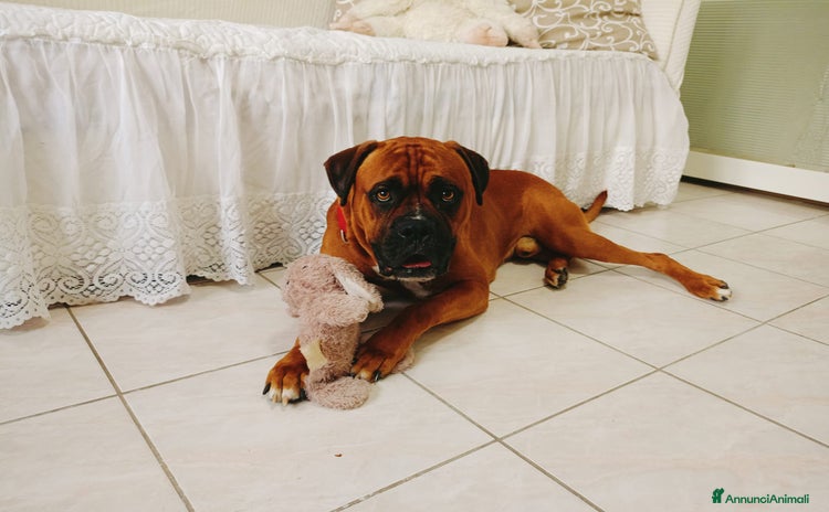 Boxer cani Tenero Boxer - Annuncio 1