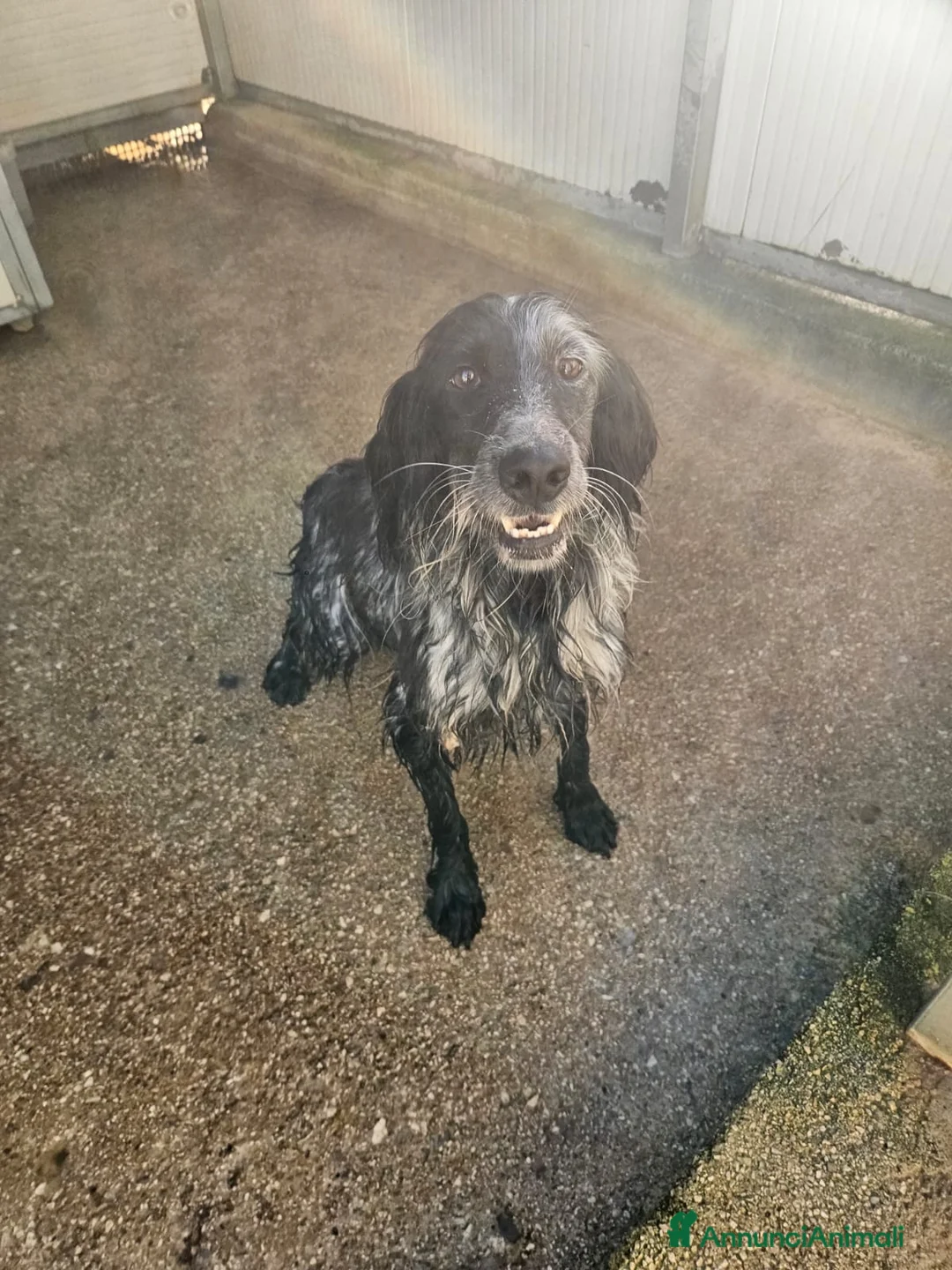 Setter Inglese cani in regalo: Raya: giovane setterina socievole affettuosa  - Annuncio 8