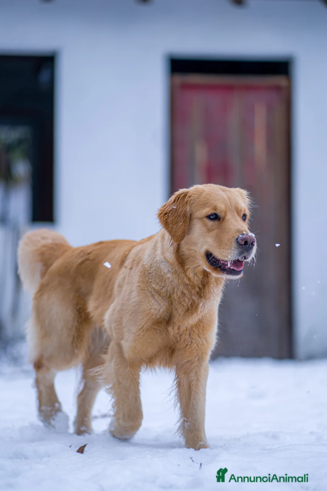 Golden Retriever cani per accoppiamento: Cerco maschio Golden Retriever americano per monta a Provincia del Verbano-Cusio-Ossola - Annuncio 2
