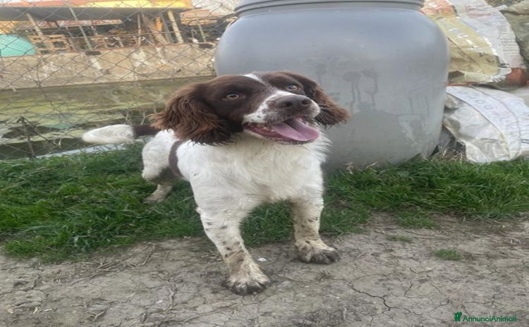 Meticcio cani a Città Metropolitana di Torino - Annuncio 20