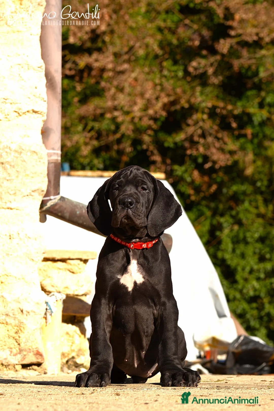 Alano cani in vendita: Alano femmina nera - Annuncio 3