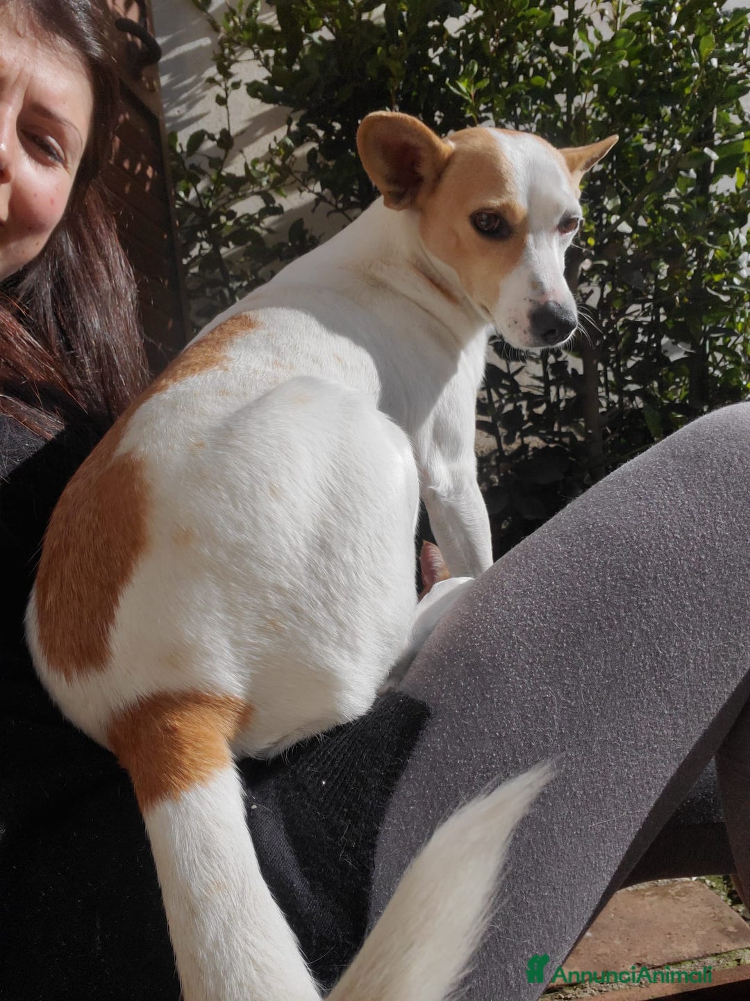 Meticcio cani in regalo: PICCOLA LILLY - Annuncio 5