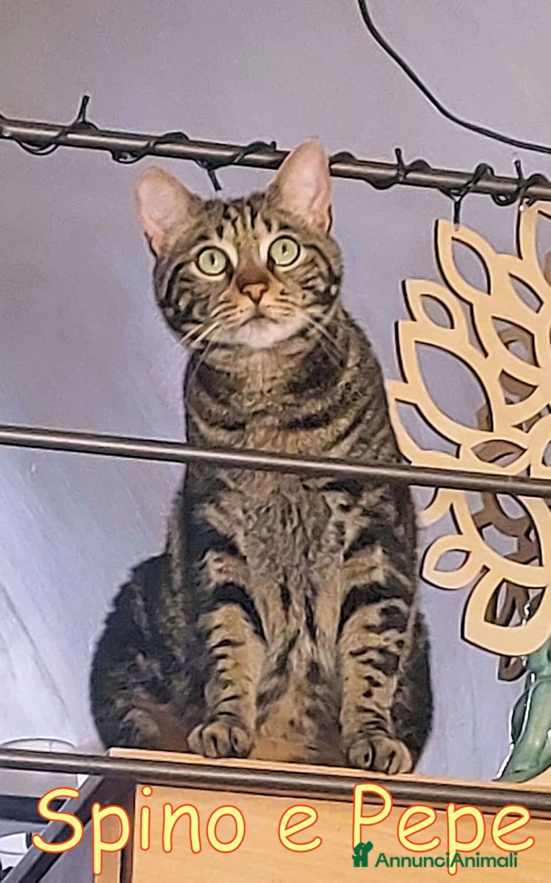Europeo gatti in regalo: ADOZIONE URGENTE PER SPINO E PEPE a Provincia di Modena - Annuncio 2