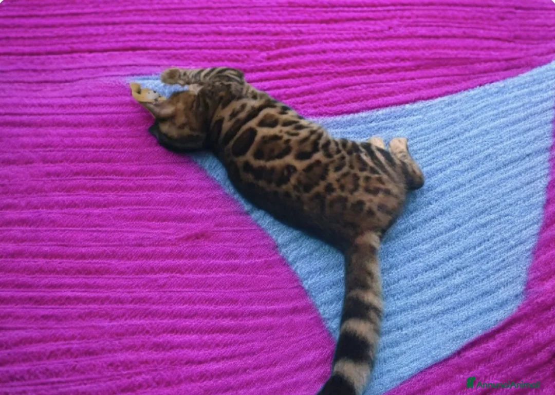 Bengala gatti in vendita: Bellissimi gattini del Bengala  - Annuncio 7